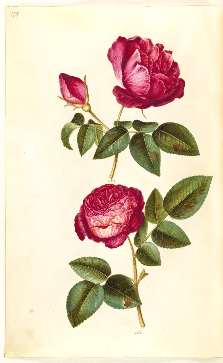 Rosa gallica (apoteker-růže); Rosa (?) (Růže) od Hans Simon Holtzbecker