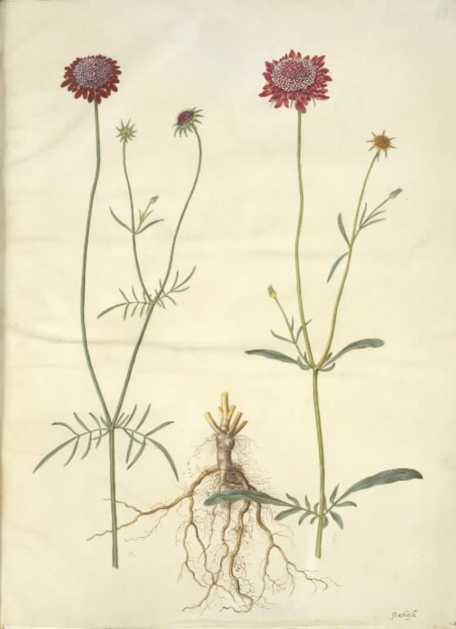 Scabiosa atropurpurea (enkeblomst) od Hans Simon Holtzbecker