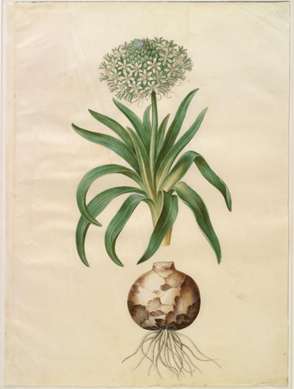 Scilla peruviana (scilla obrovská) od Hans Simon Holtzbecker