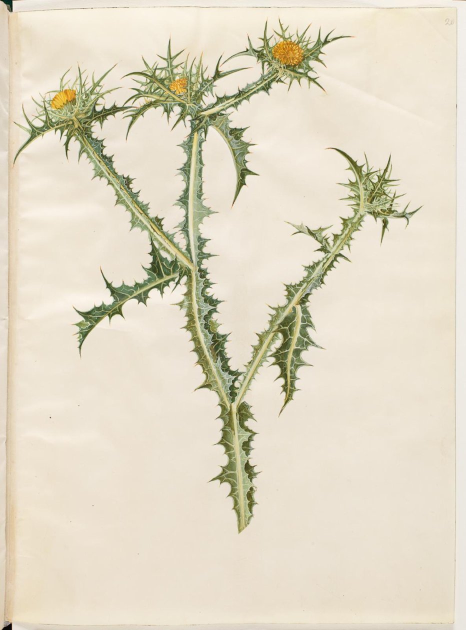 Scolymus hispanicus (španělský bodlák zlatý) od Hans Simon Holtzbecker