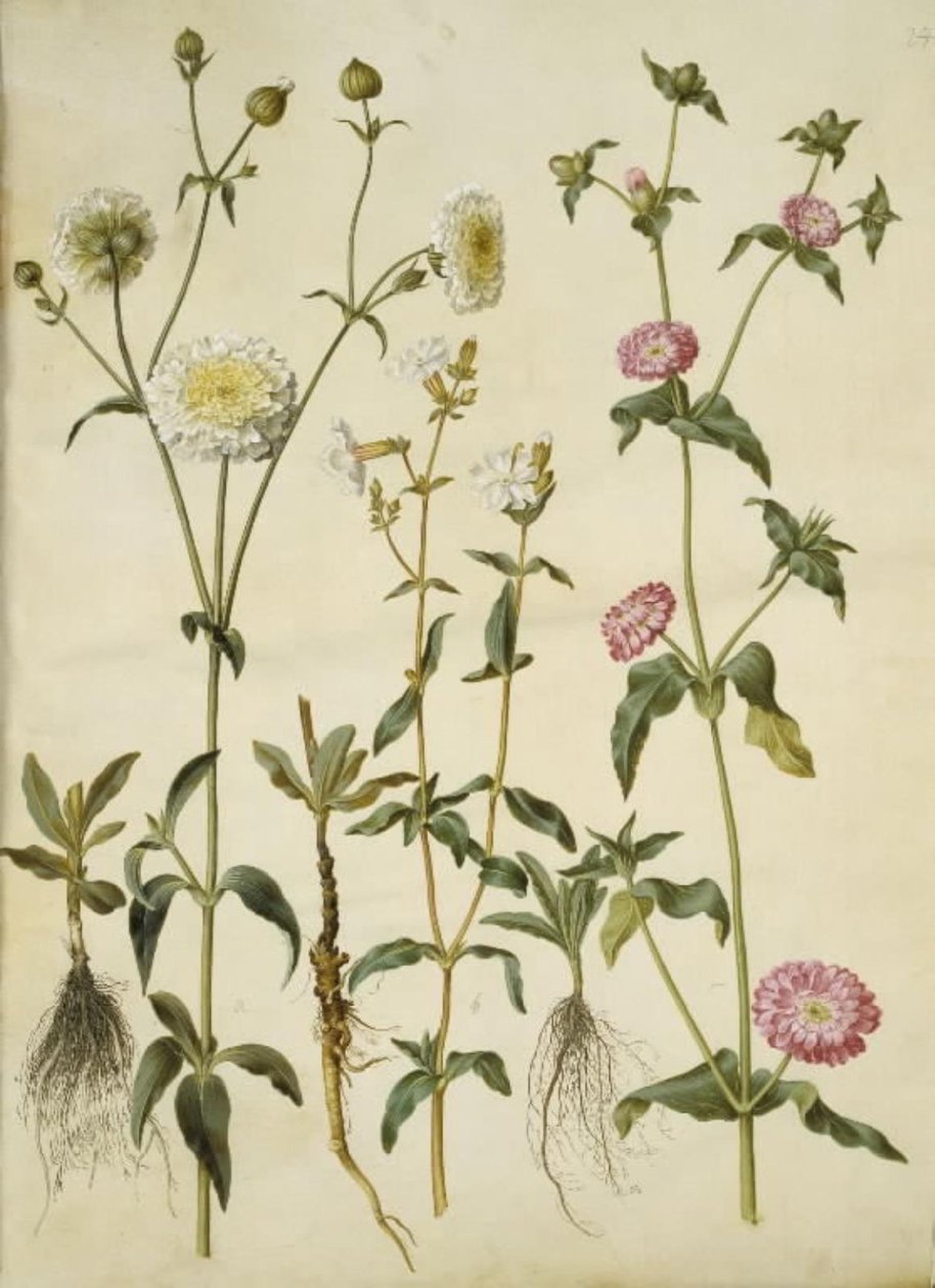 Silene latifolia (večernice); Silene dioica (denní hvězda) od Hans Simon Holtzbecker