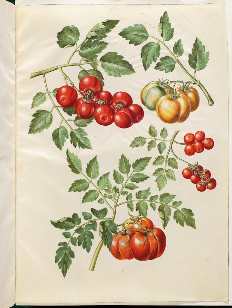 Solanum lycopersicum L. (rajče almindelig) od Hans Simon Holtzbecker