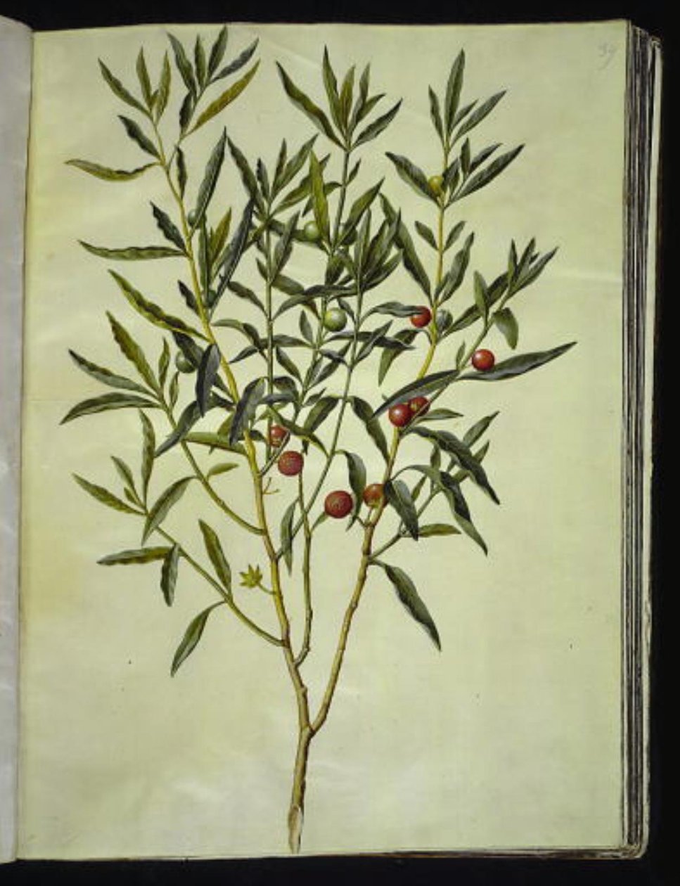 Solanum pseudocapsicum (jeruzalémský korálový strom) od Hans Simon Holtzbecker