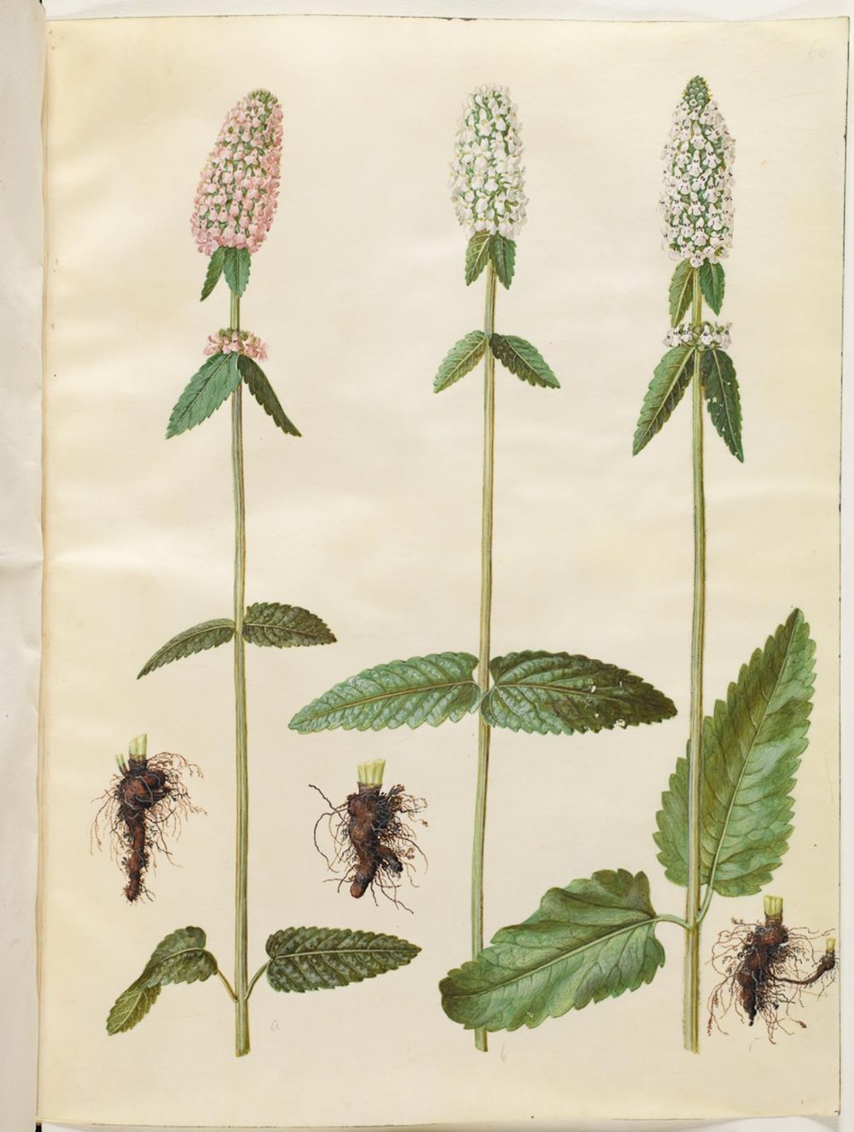 Stachys officinalis (betony lékařská) od Hans Simon Holtzbecker