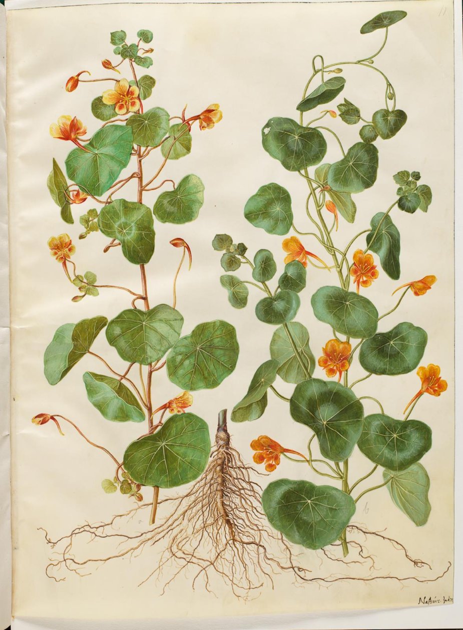 Tropaeolum minus (řeřicha malá) od Hans Simon Holtzbecker