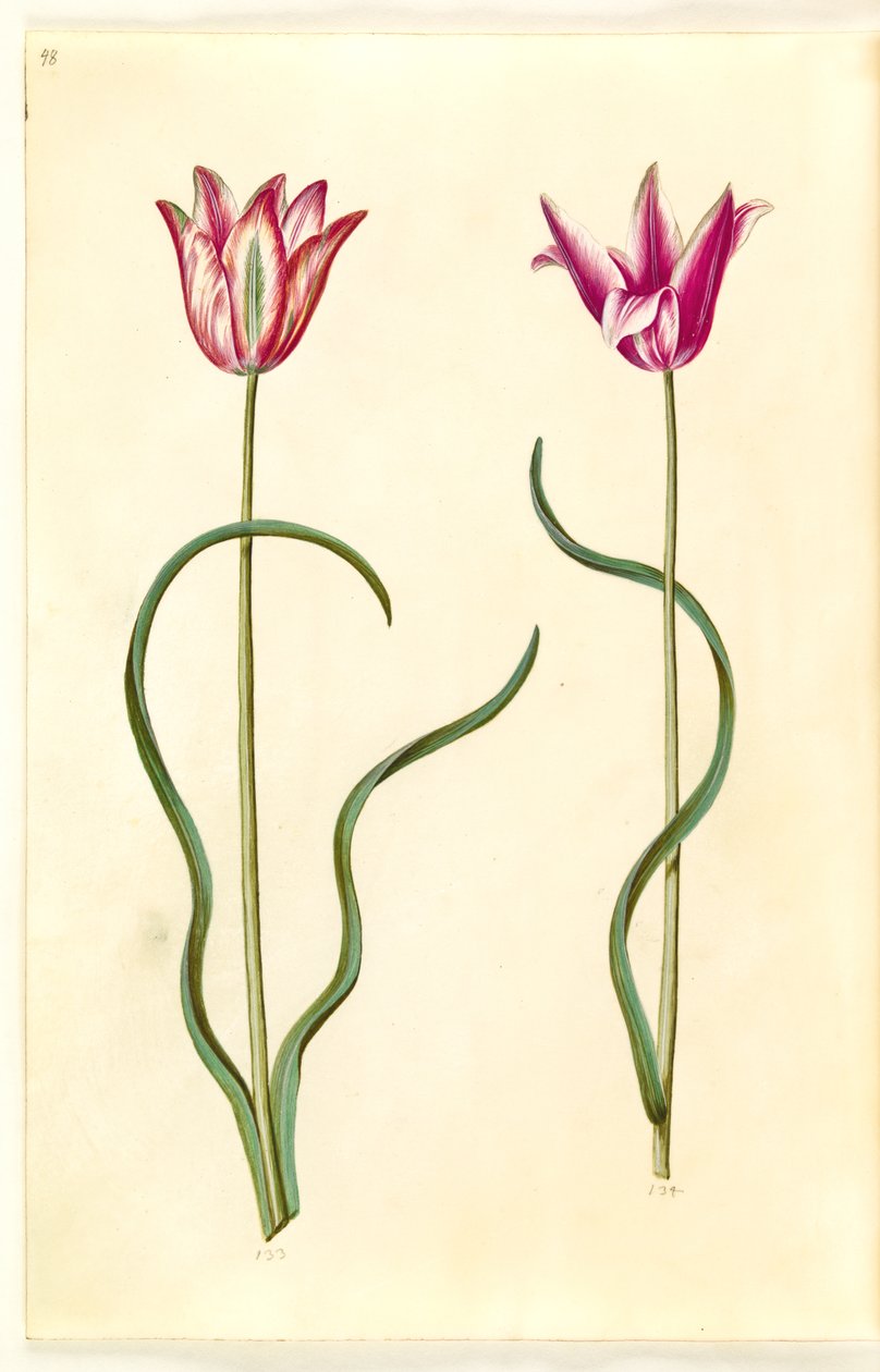 Tulipa clusiana (clusius-tulipán) od Hans Simon Holtzbecker
