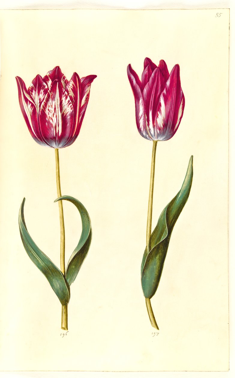 Tulipa gesneriana (tulipán) od Hans Simon Holtzbecker