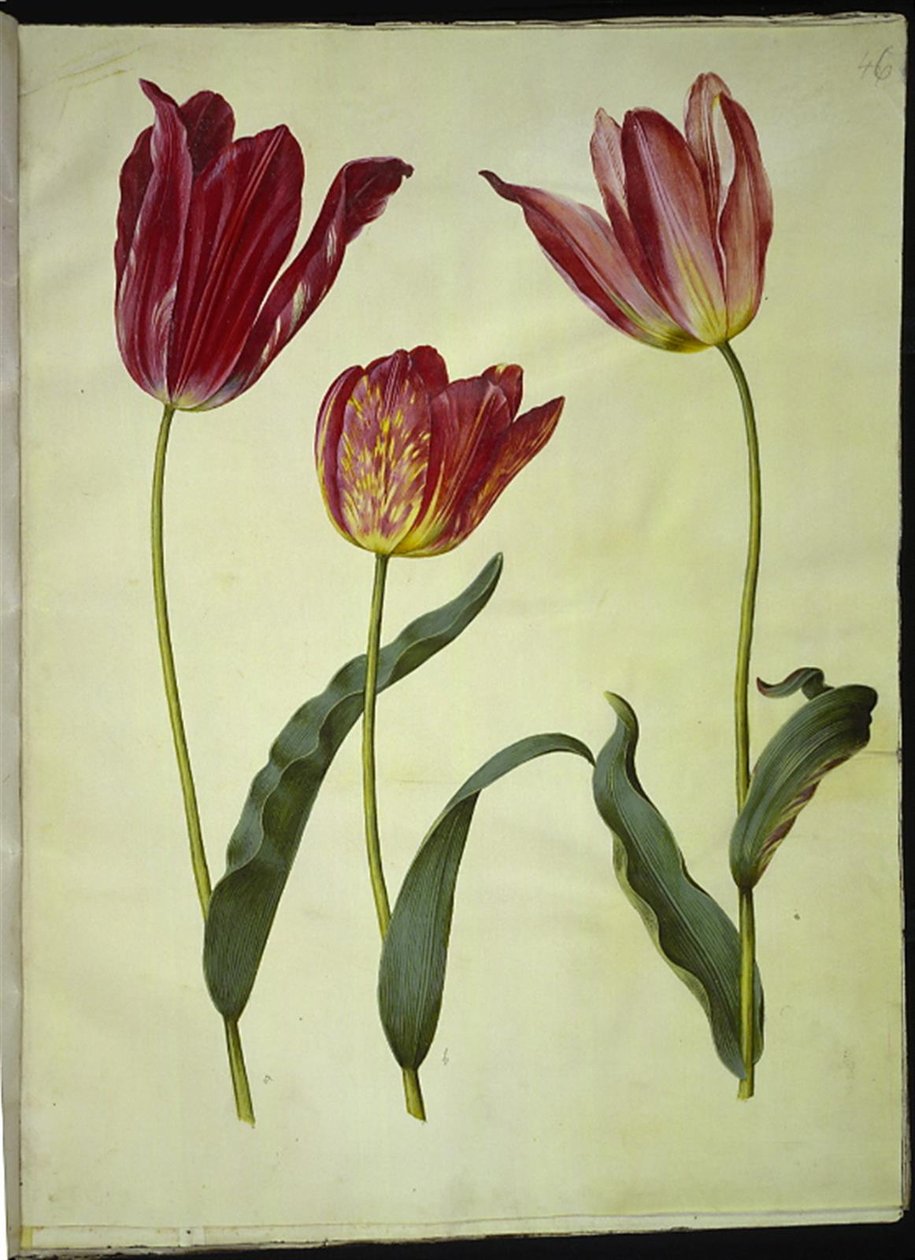 Tulipa gesneriana (tulipán) od Hans Simon Holtzbecker