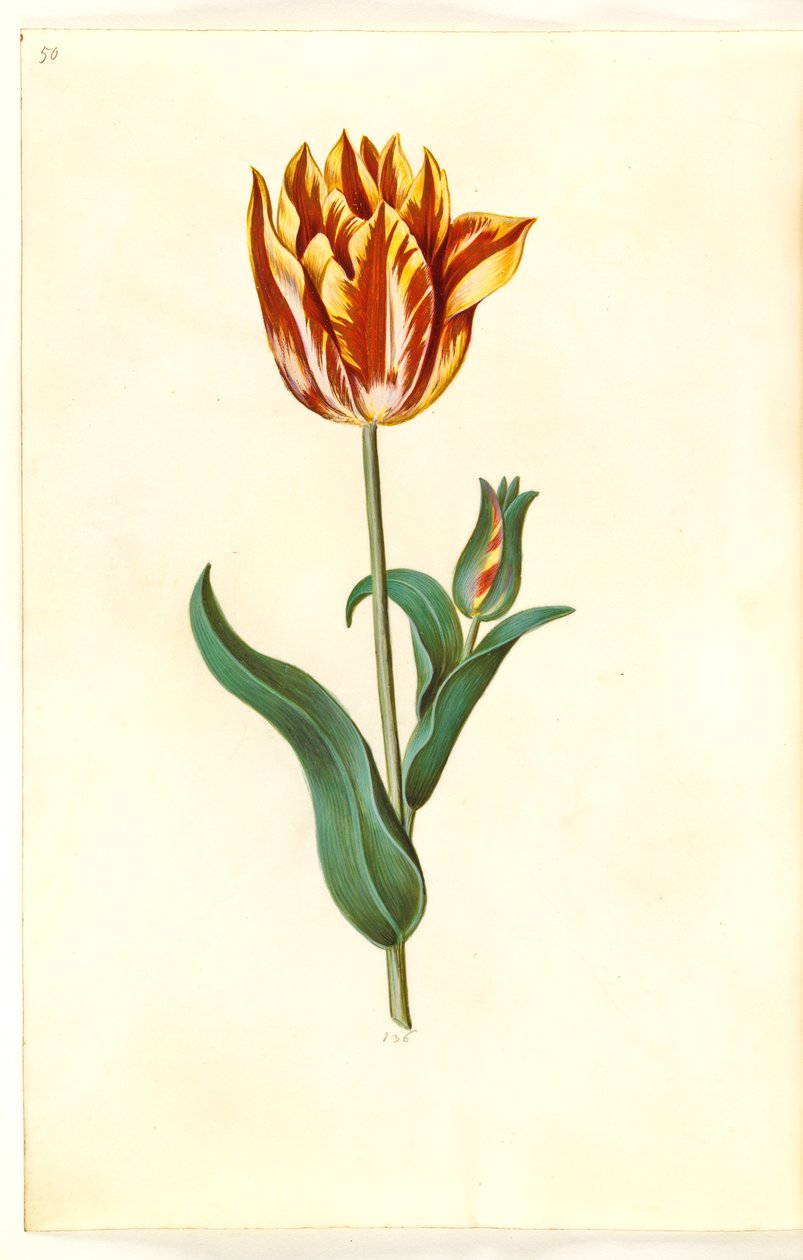 Tulipa gesneriana (tulipán) od Hans Simon Holtzbecker