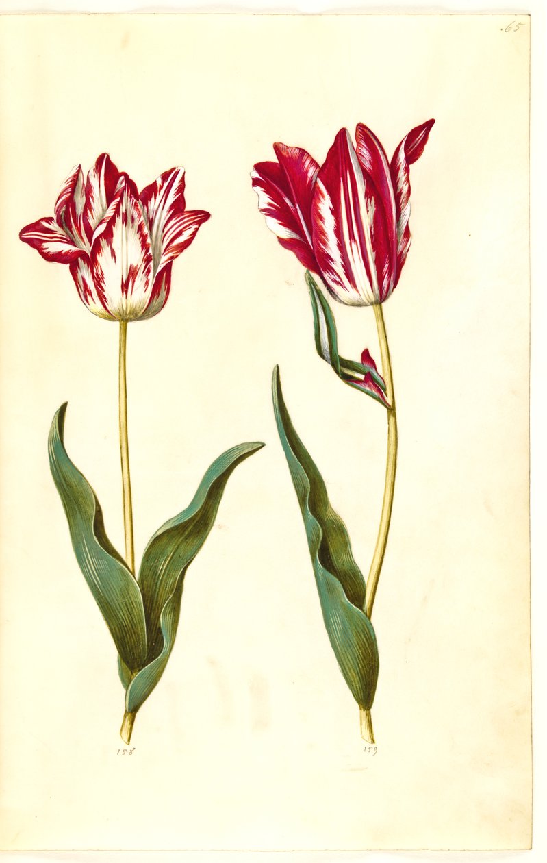 Tulipa gesneriana (tulipán) od Hans Simon Holtzbecker