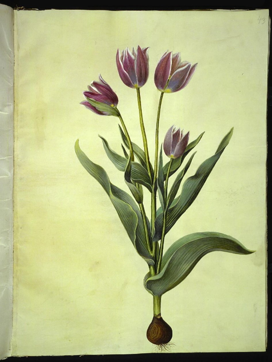 Tulipa gesneriana (tulipán) od Hans Simon Holtzbecker