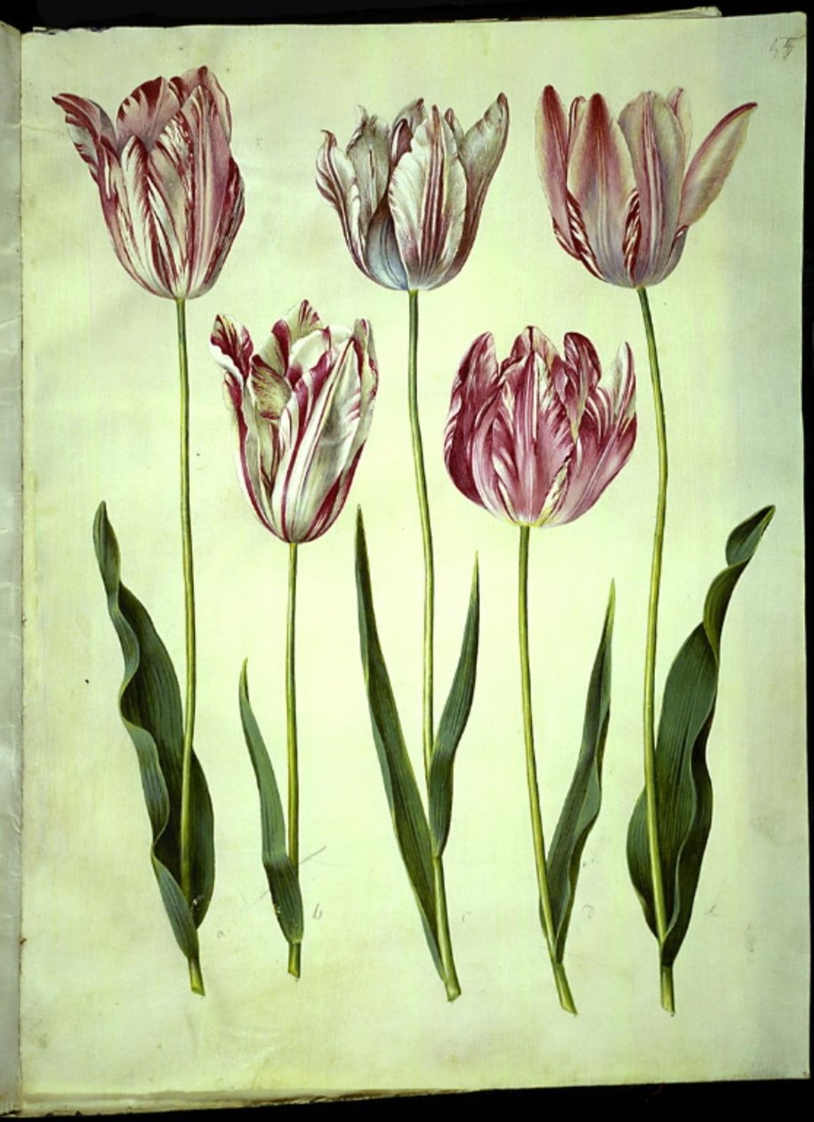 Tulipa gesneriana (tulipán) od Hans Simon Holtzbecker