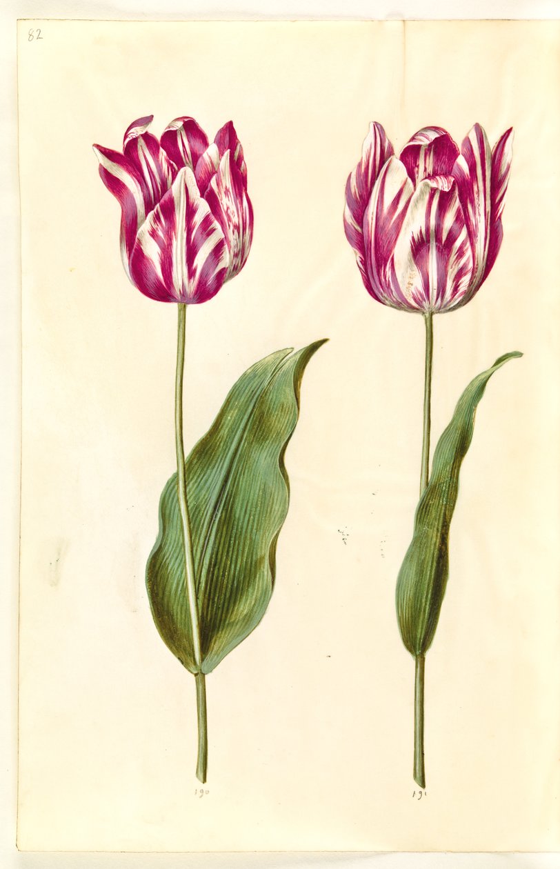 Tulipa gesneriana (tulipán) od Hans Simon Holtzbecker