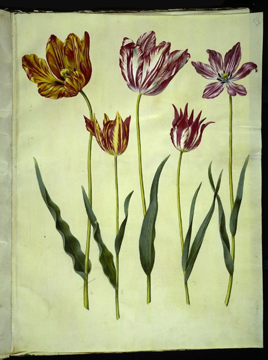 Tulipa gesneriana (tulipán) od Hans Simon Holtzbecker