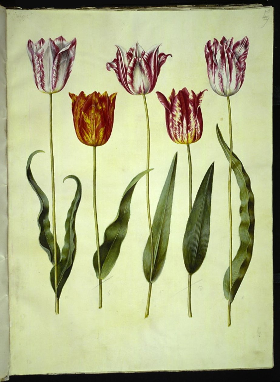 Tulipa gesneriana (tulipán) od Hans Simon Holtzbecker