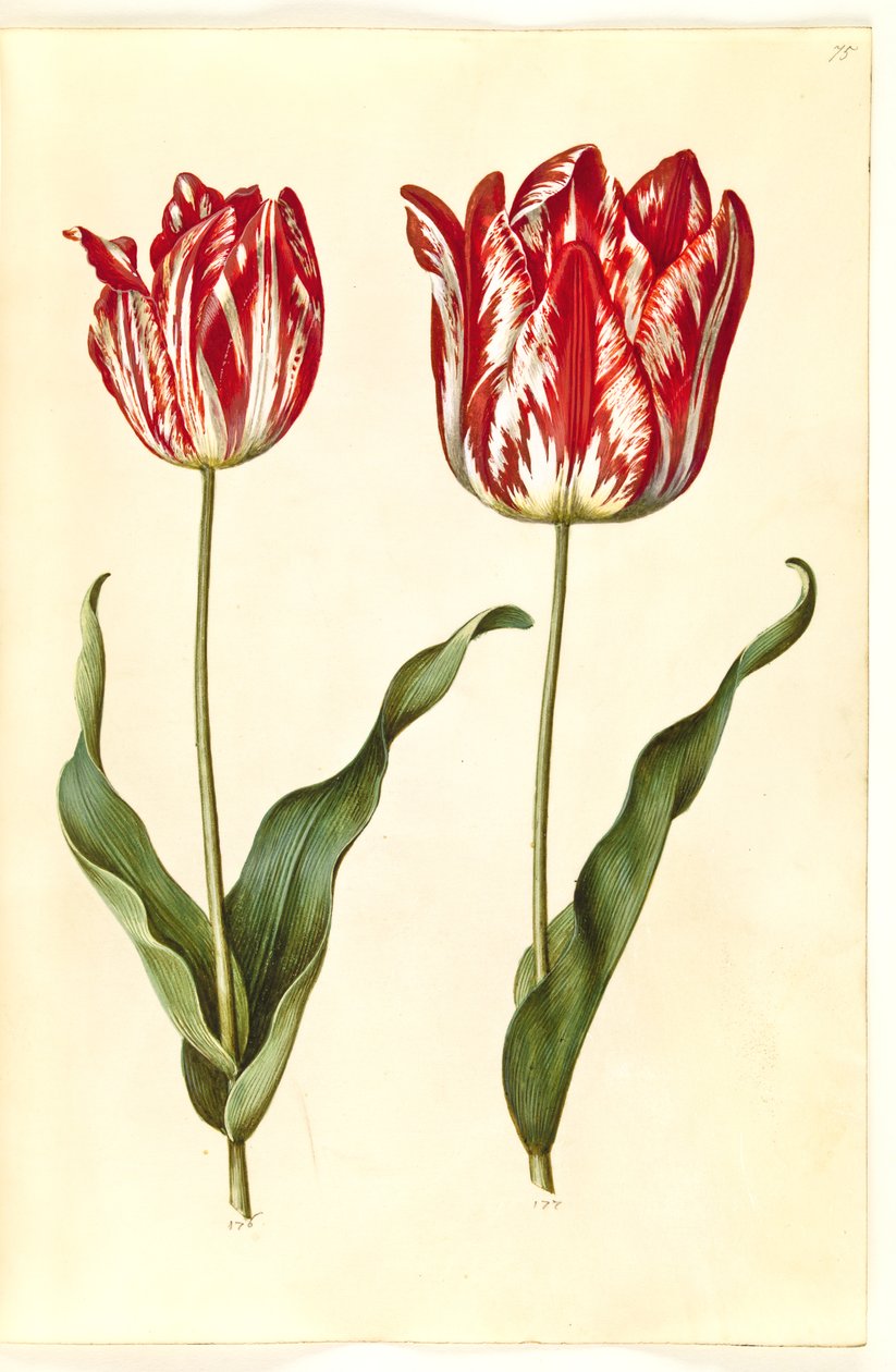 Tulipa gesneriana (tulipán) od Hans Simon Holtzbecker
