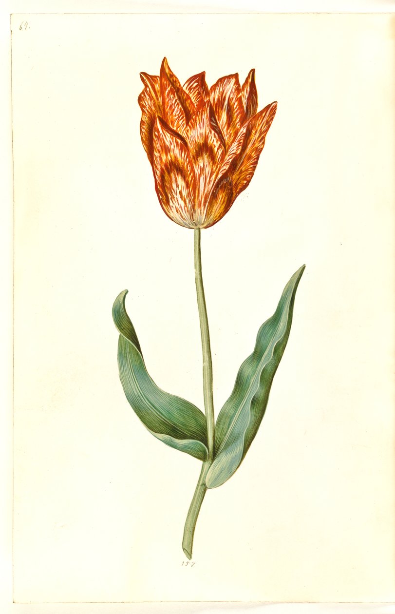 Tulipa gesneriana (tulipán) od Hans Simon Holtzbecker