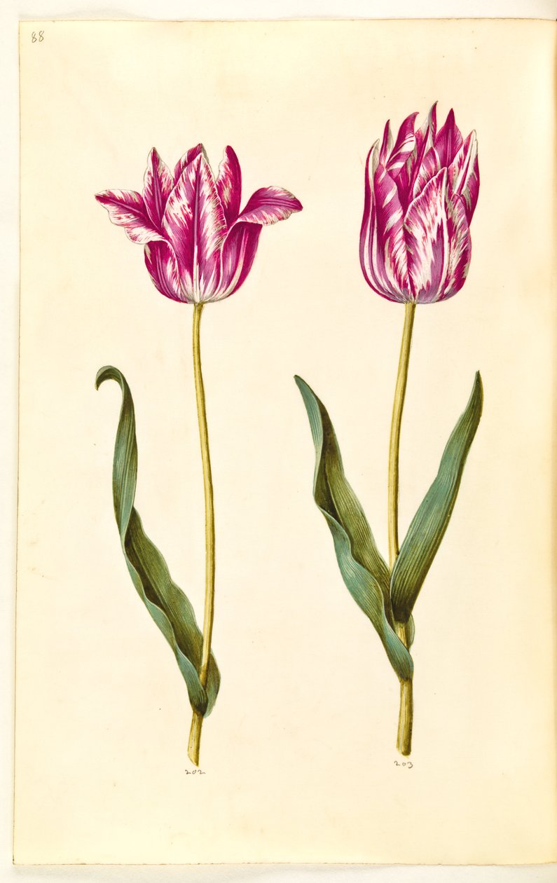 Tulipa gesneriana (tulipán) od Hans Simon Holtzbecker