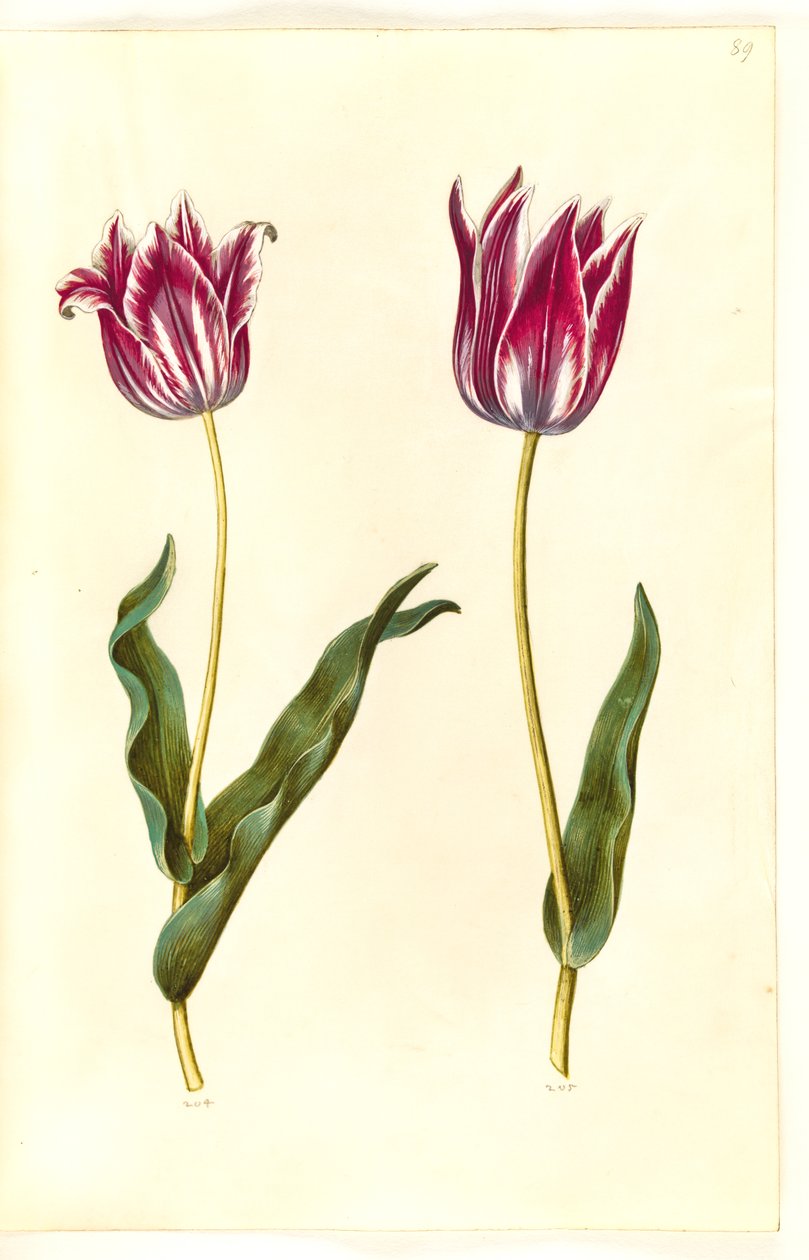 Tulipa gesneriana (tulipán) od Hans Simon Holtzbecker