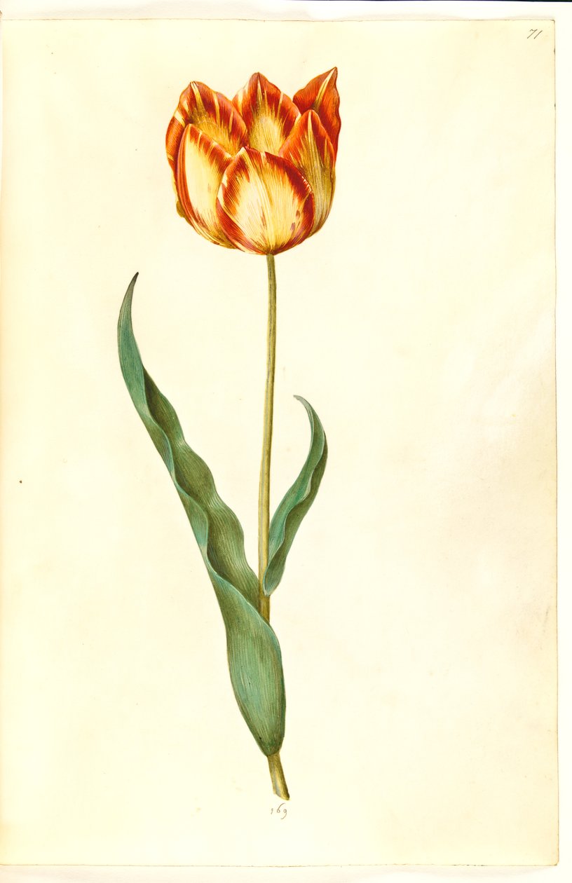 Tulipa gesneriana (tulipán) od Hans Simon Holtzbecker