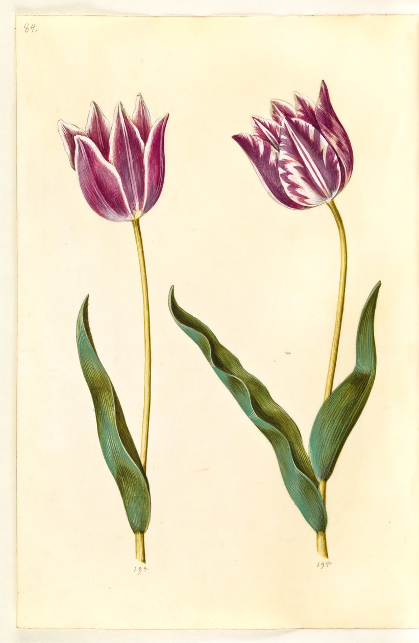 Tulipa gesneriana (tulipán) od Hans Simon Holtzbecker
