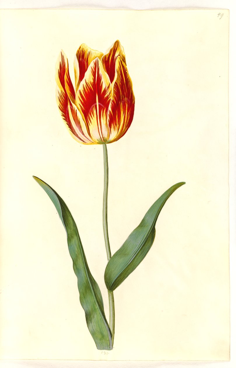 Tulipa gesneriana (tulipán) od Hans Simon Holtzbecker