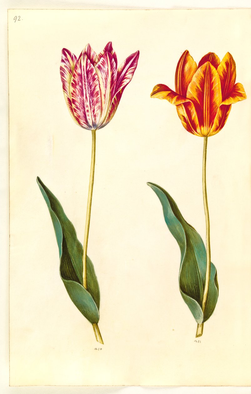 Tulipa gesneriana (tulipán) od Hans Simon Holtzbecker