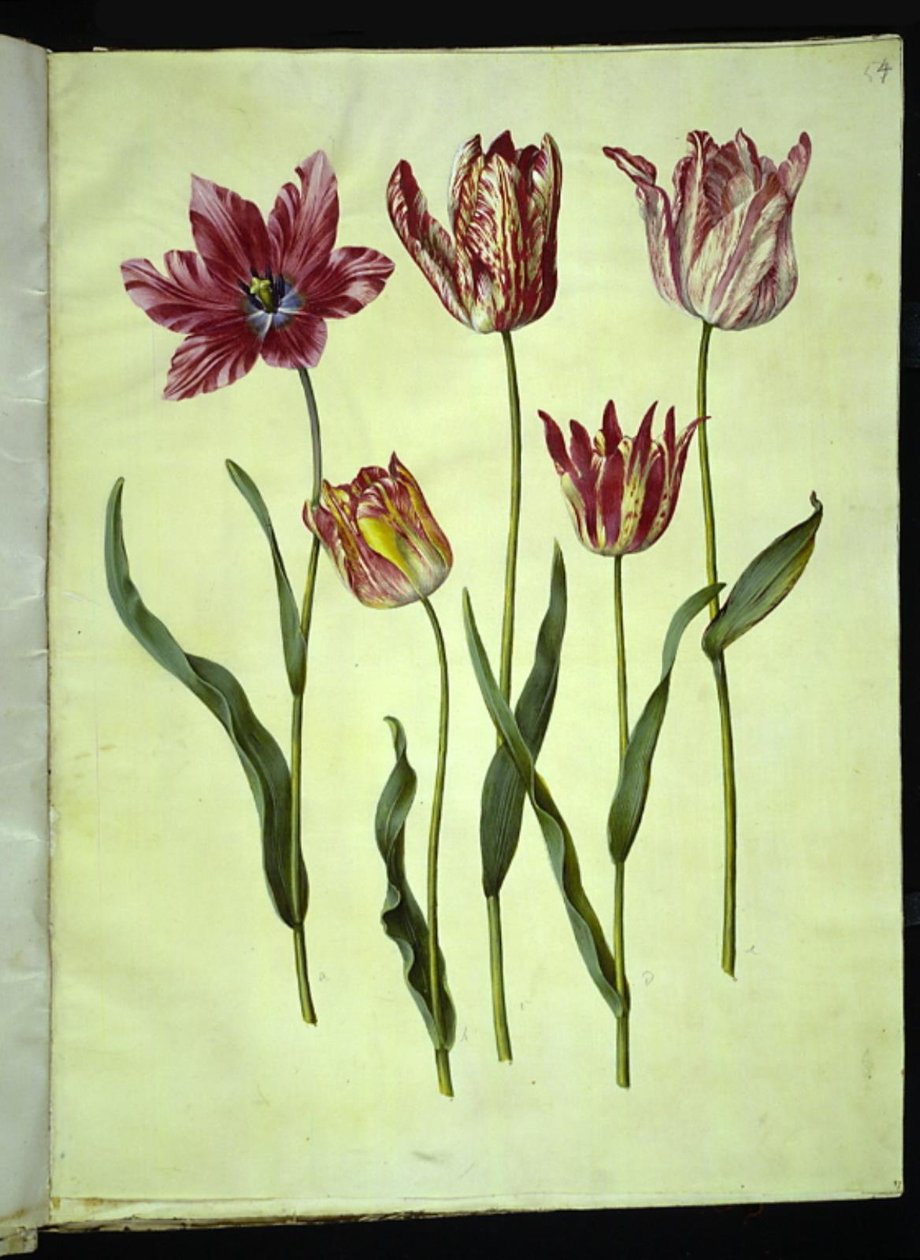 Tulipa gesneriana (tulipán) od Hans Simon Holtzbecker