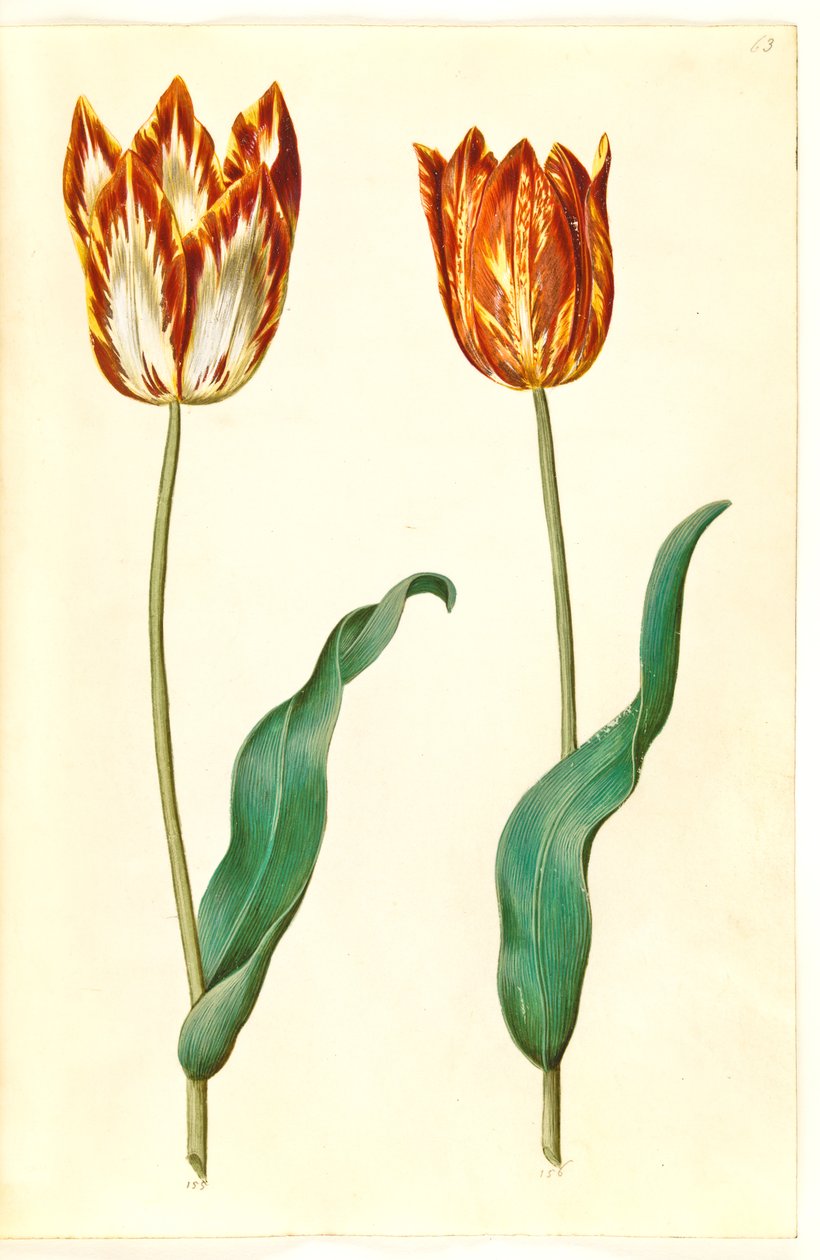 Tulipa gesneriana (tulipán) od Hans Simon Holtzbecker