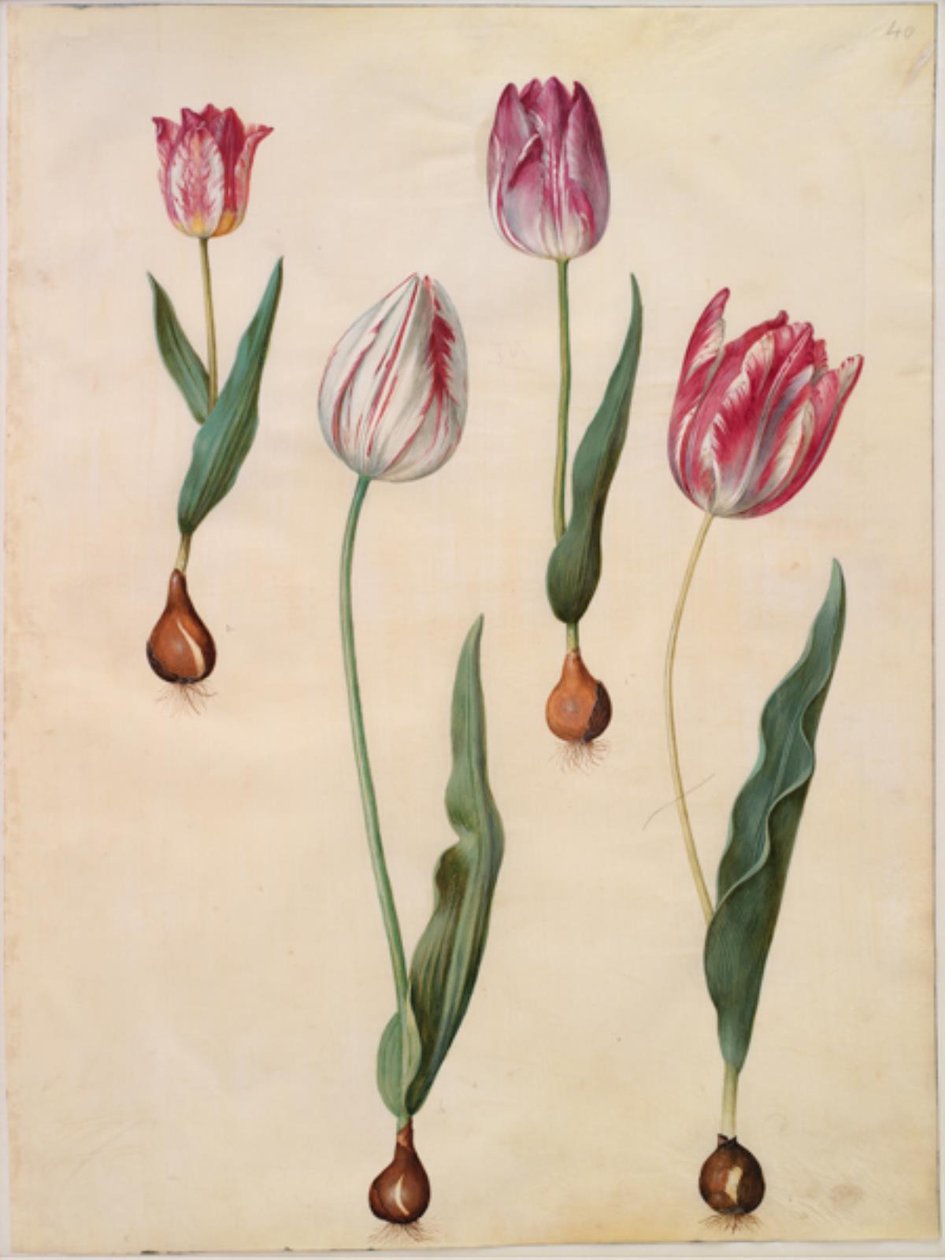 Tulipa gesneriana (tulipán) od Hans Simon Holtzbecker