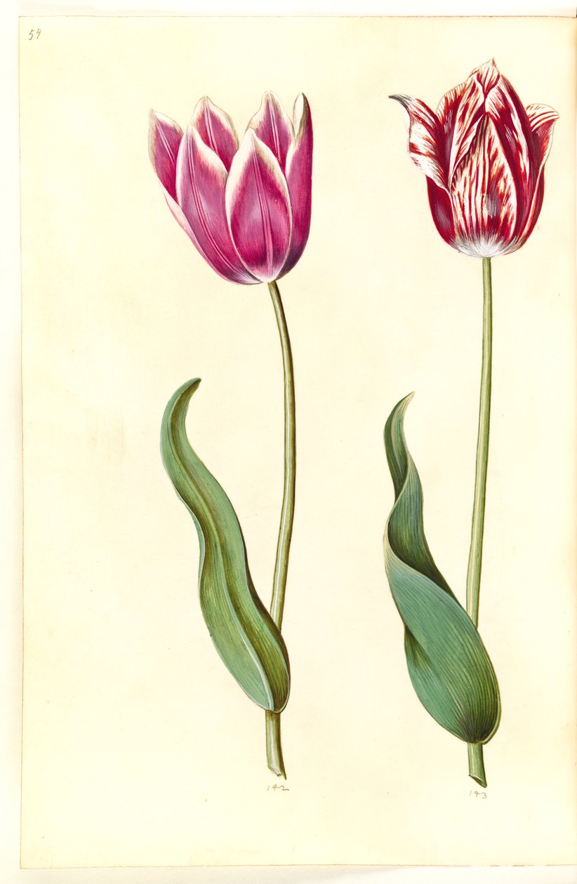 Tulipa gesneriana (tulipán) od Hans Simon Holtzbecker