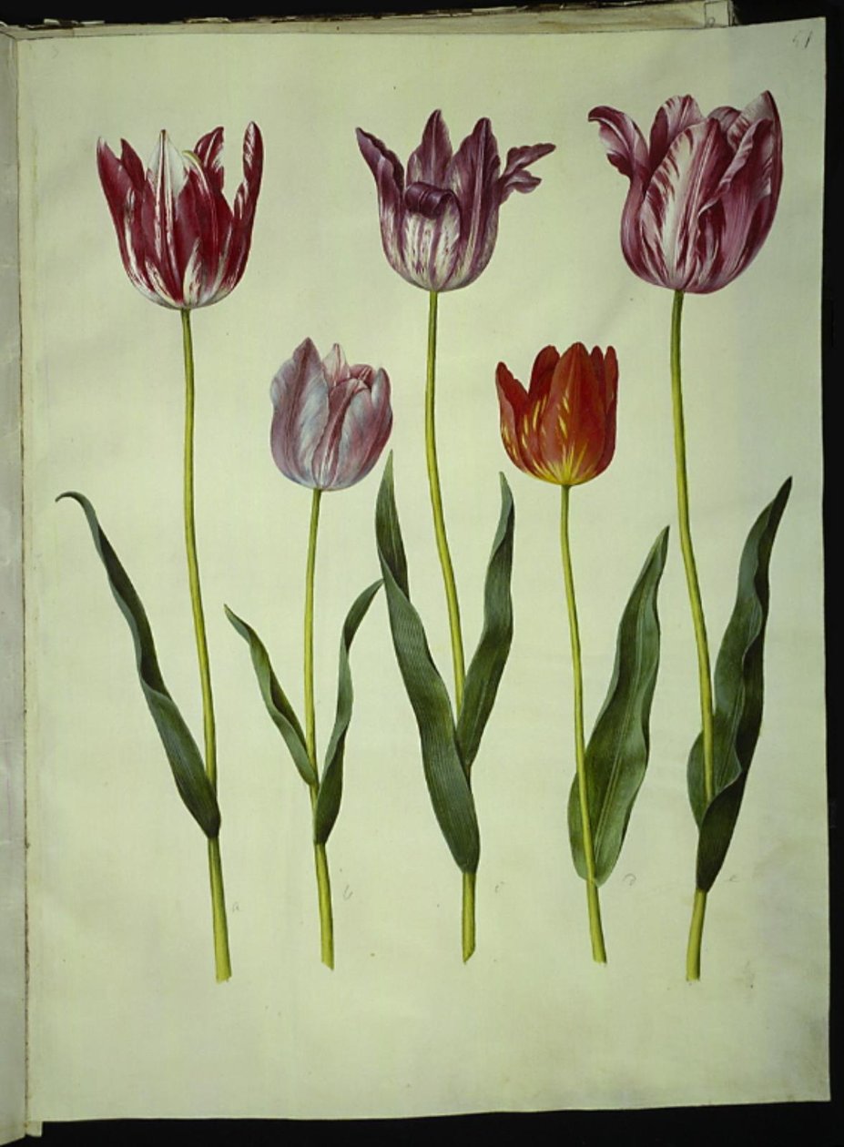 Tulipa gesneriana (tulipán) od Hans Simon Holtzbecker