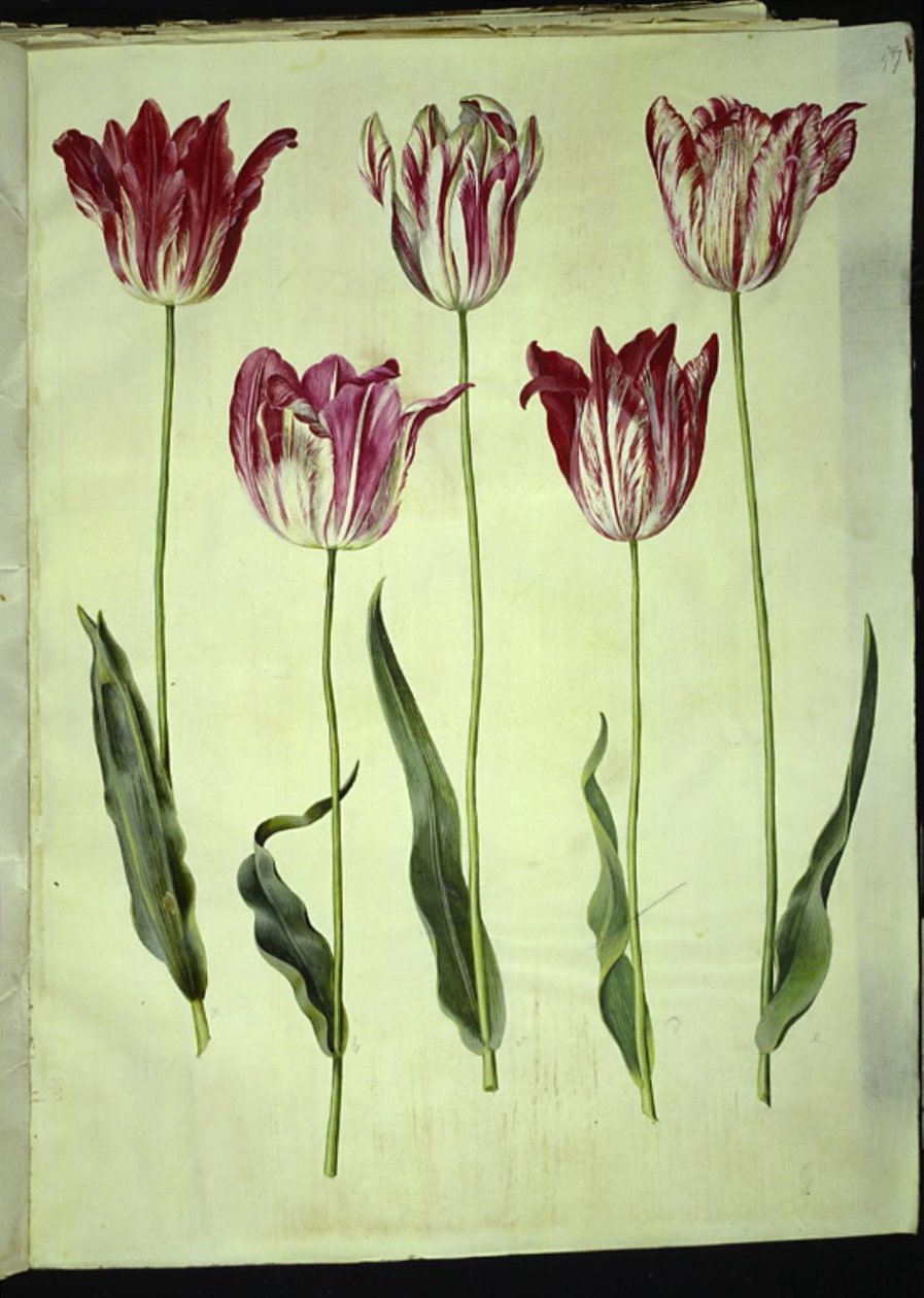 Tulipa gesneriana (tulipán) od Hans Simon Holtzbecker