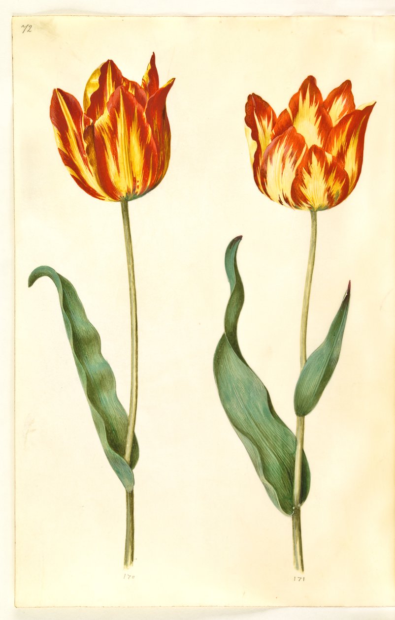 Tulipa gesneriana (tulipán) od Hans Simon Holtzbecker