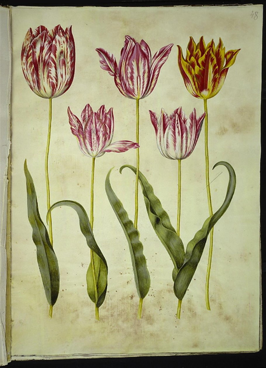 Tulipa gesneriana (tulipán) od Hans Simon Holtzbecker
