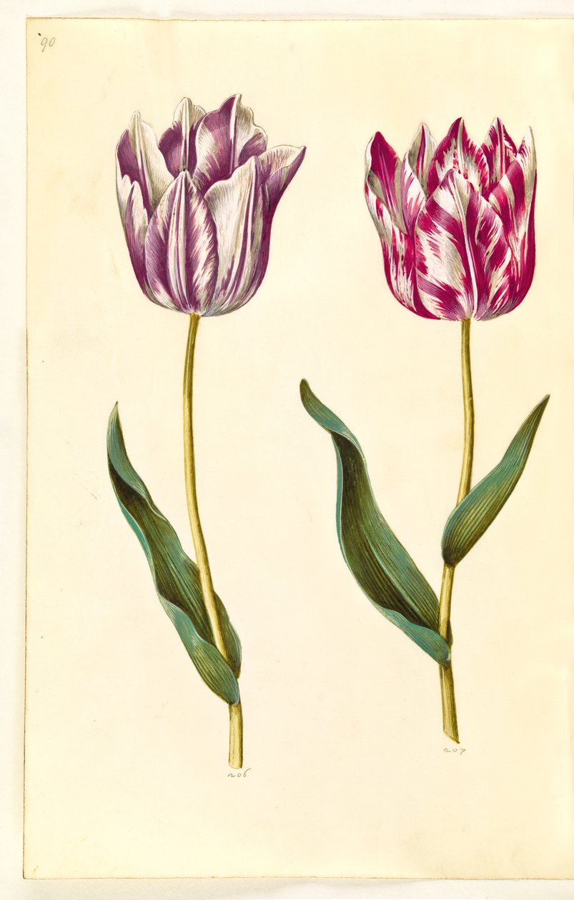 Tulipa gesneriana (tulipán) od Hans Simon Holtzbecker