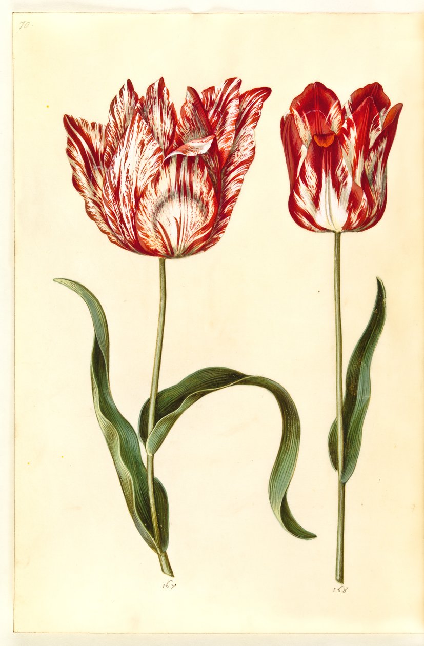 Tulipa gesneriana (tulipán) od Hans Simon Holtzbecker