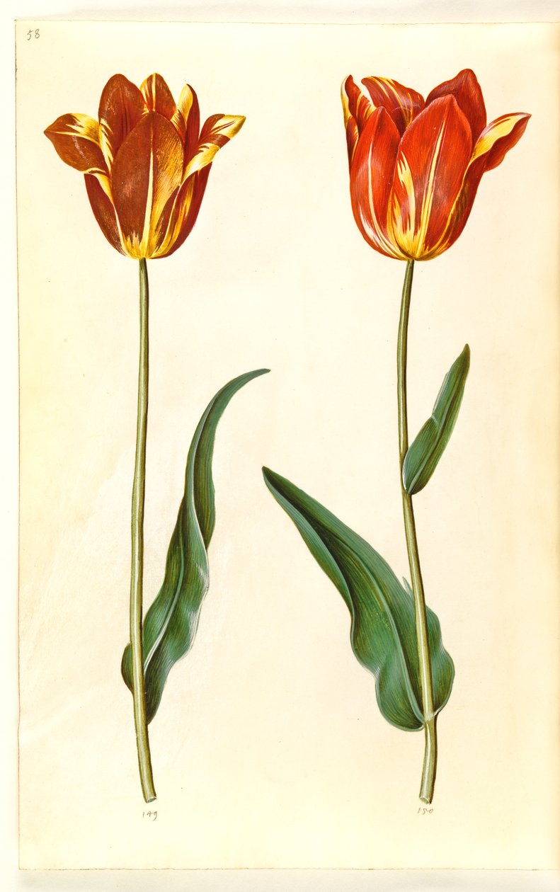 Tulipa gesneriana (tulipán) od Hans Simon Holtzbecker