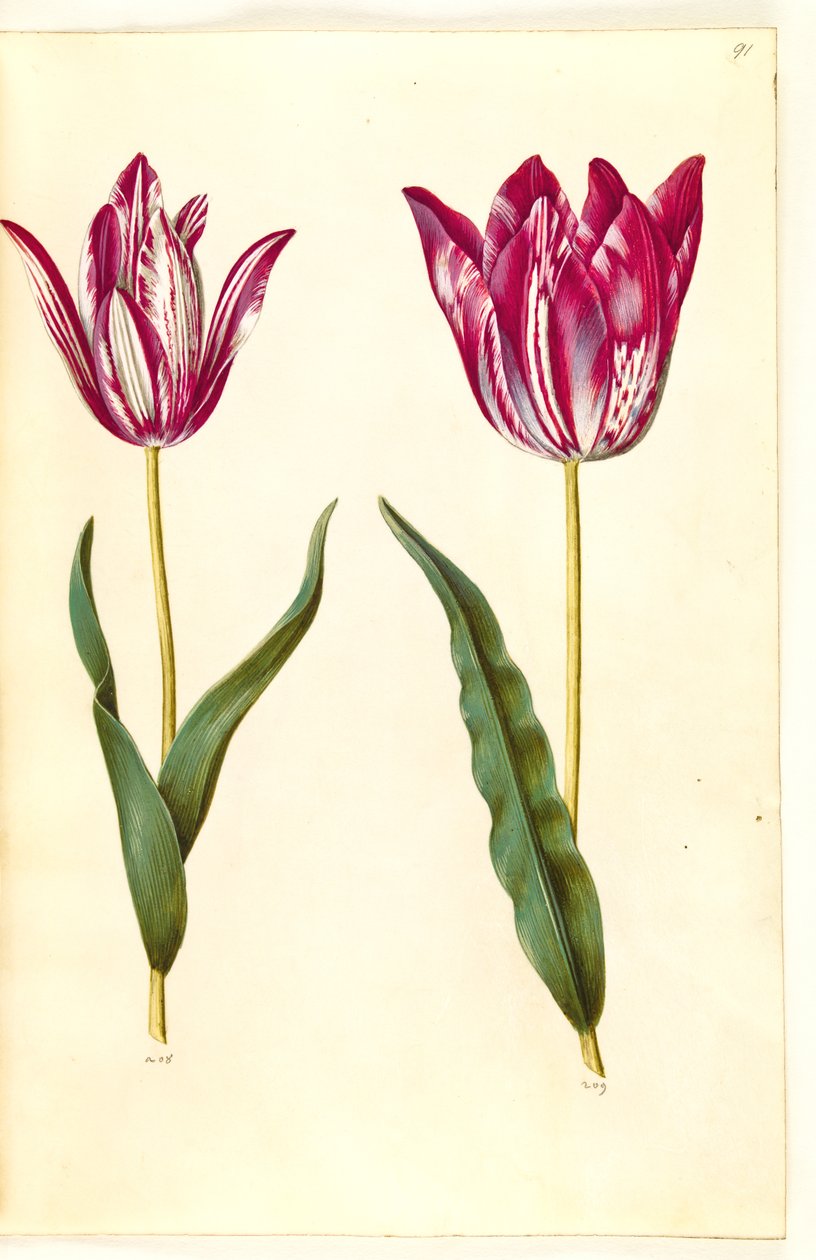 Tulipa gesneriana (tulipán) od Hans Simon Holtzbecker