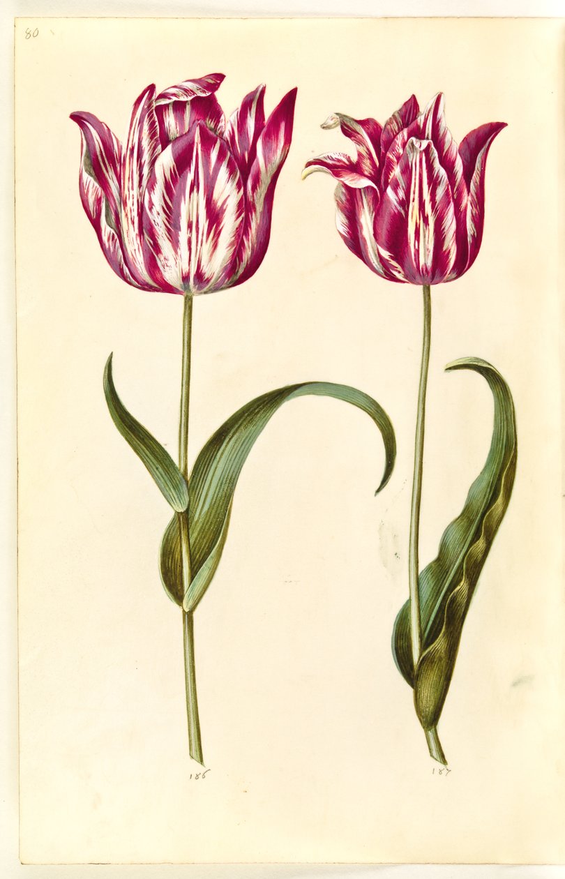 Tulipa gesneriana (tulipán) od Hans Simon Holtzbecker