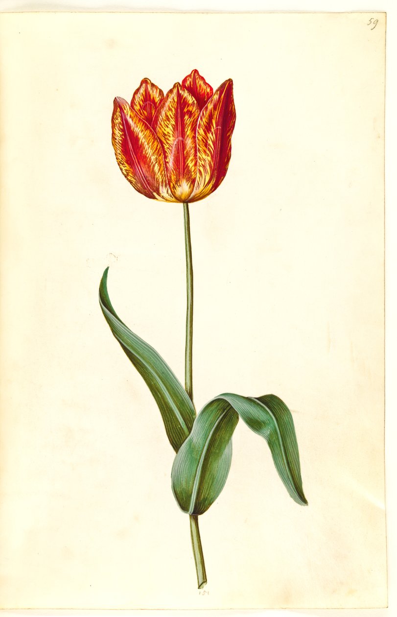 Tulipa gesneriana (tulipán) od Hans Simon Holtzbecker