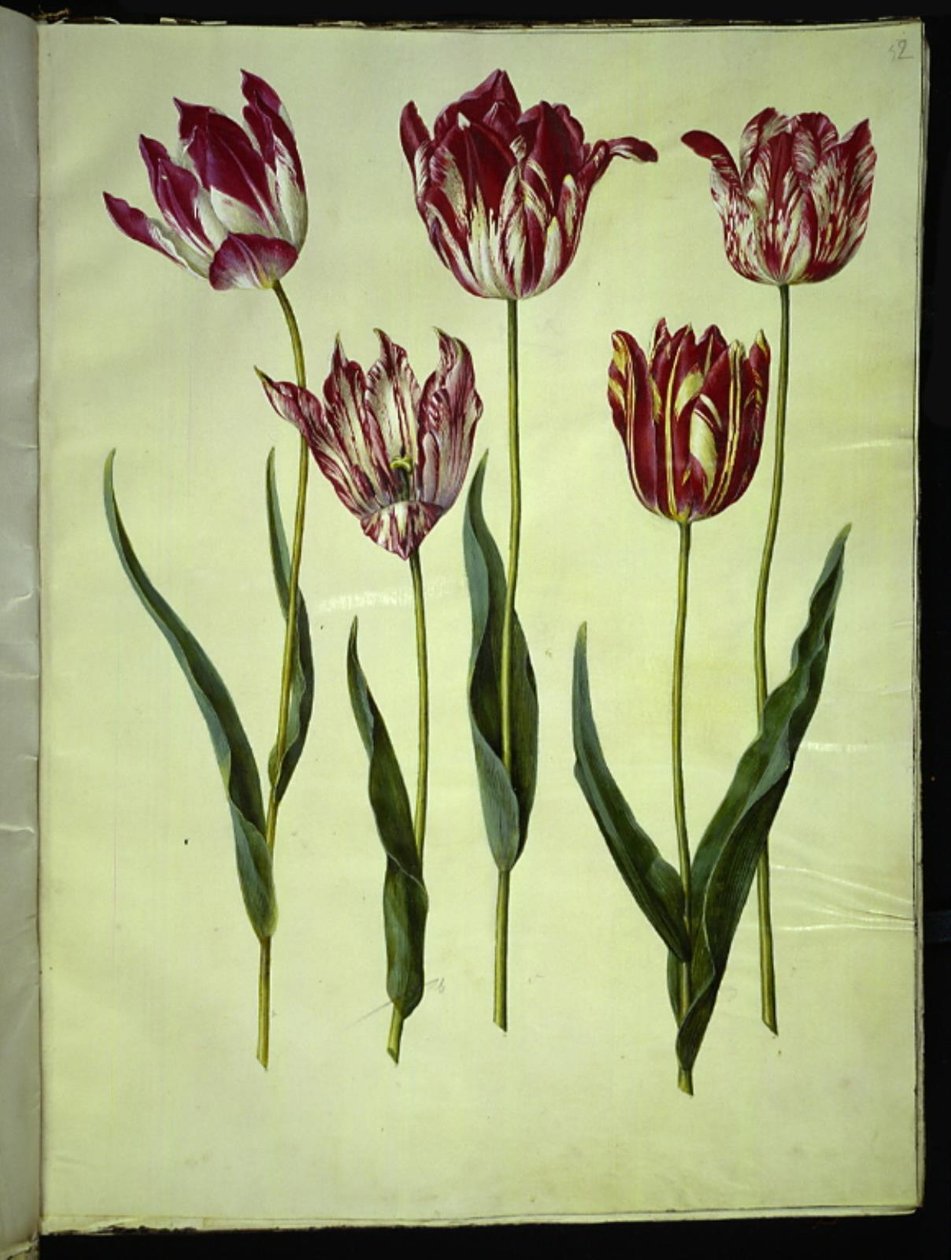 Tulipa gesneriana (tulipán) od Hans Simon Holtzbecker
