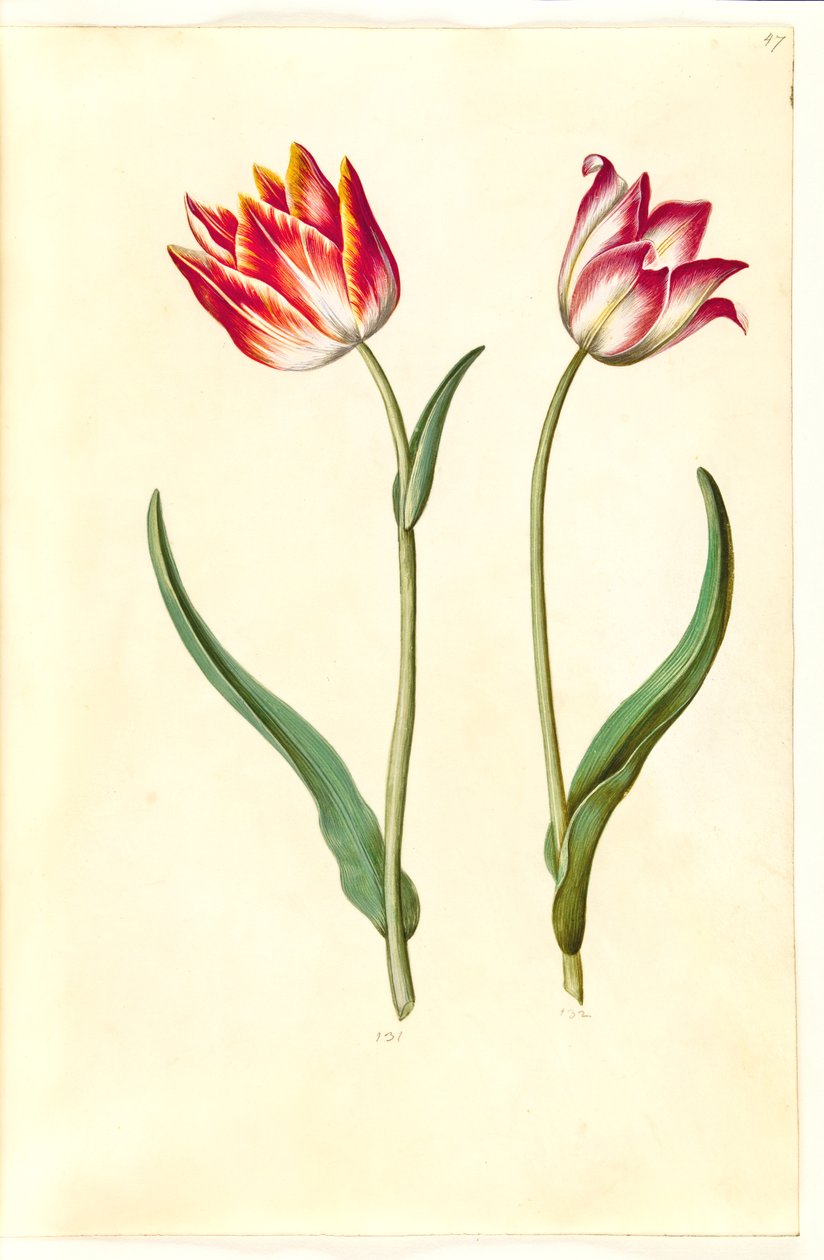 Tulipa gesneriana (tulipán) od Hans Simon Holtzbecker