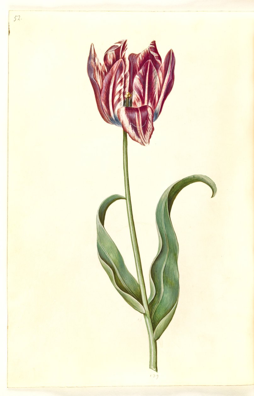 Tulipa gesneriana (tulipán) od Hans Simon Holtzbecker