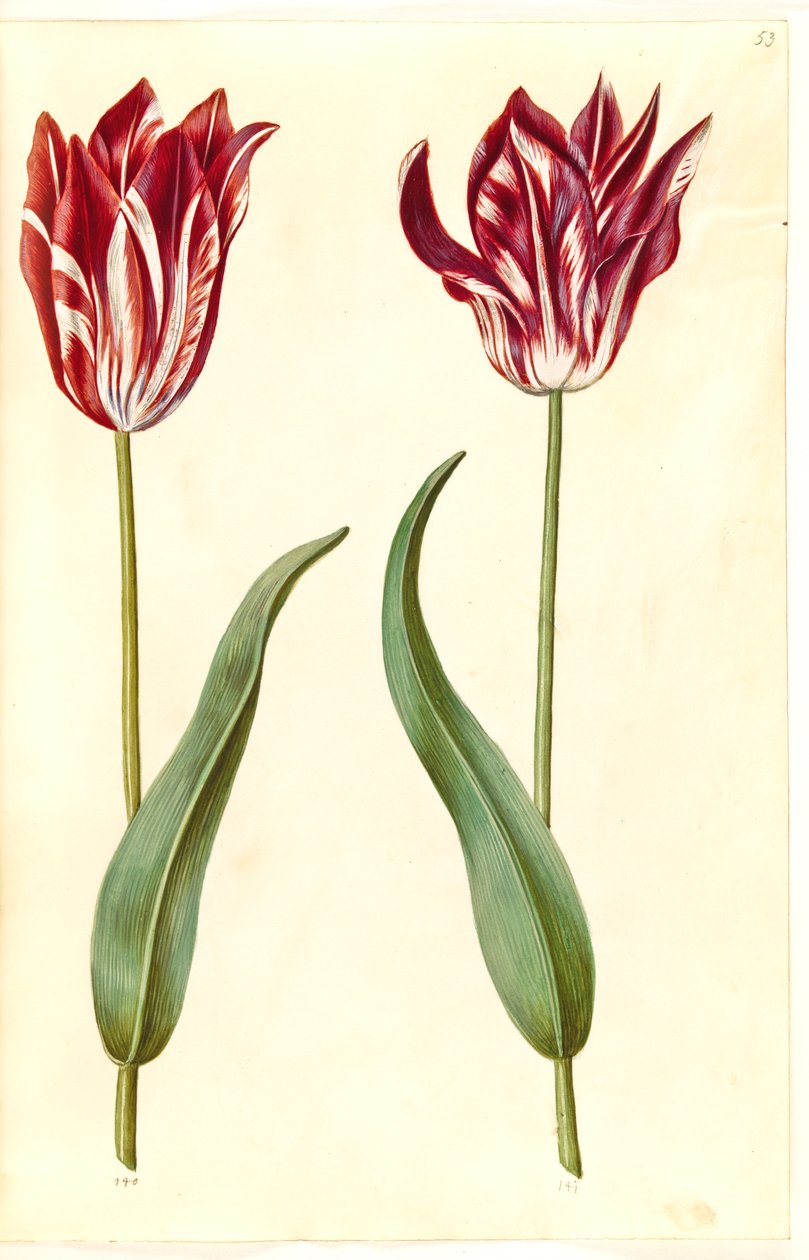 Tulipa gesneriana (tulipán) od Hans Simon Holtzbecker