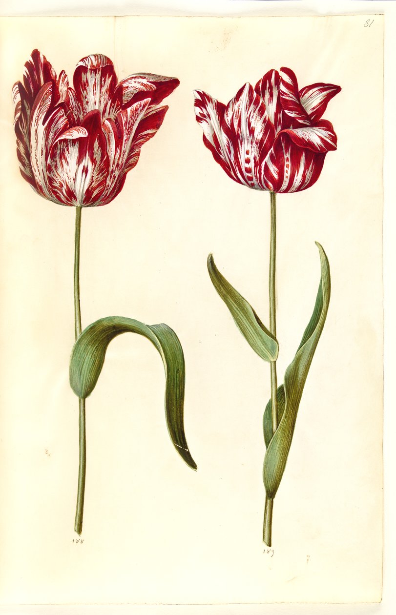 Tulipa gesneriana (tulipán) od Hans Simon Holtzbecker