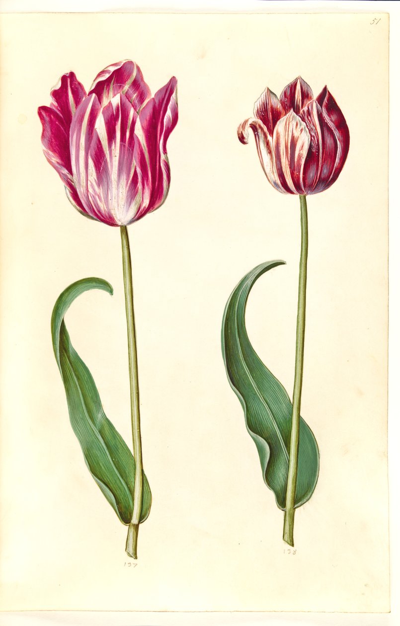 Tulipa gesneriana (tulipán) od Hans Simon Holtzbecker