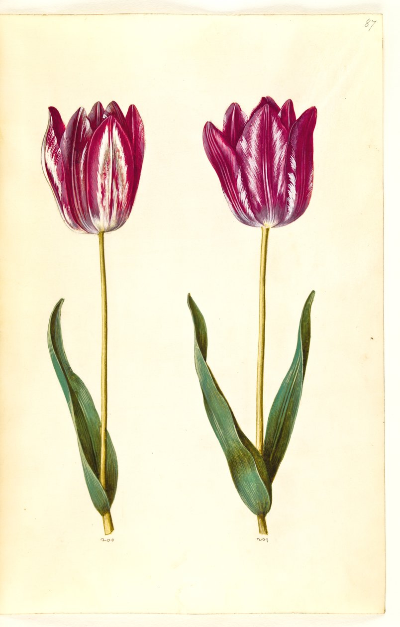 Tulipa gesneriana (tulipán) od Hans Simon Holtzbecker