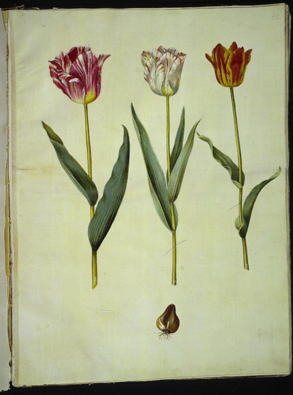 Tulipa gesneriana (tulipán) od Hans Simon Holtzbecker