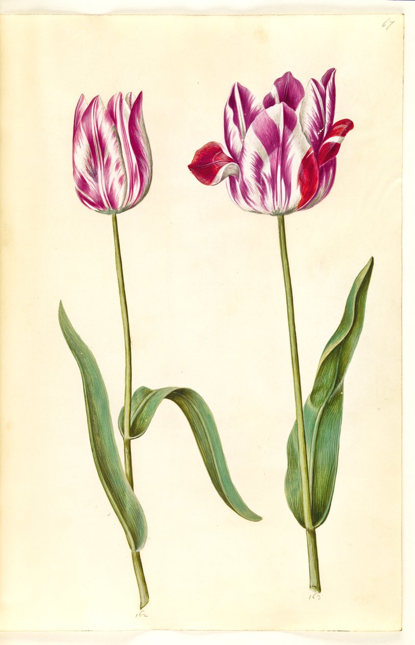Tulipa gesneriana (tulipán) od Hans Simon Holtzbecker